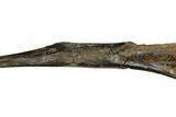 Fossil Theropod (Raptor) Fibula - Dawson County, Montana #176531-7
